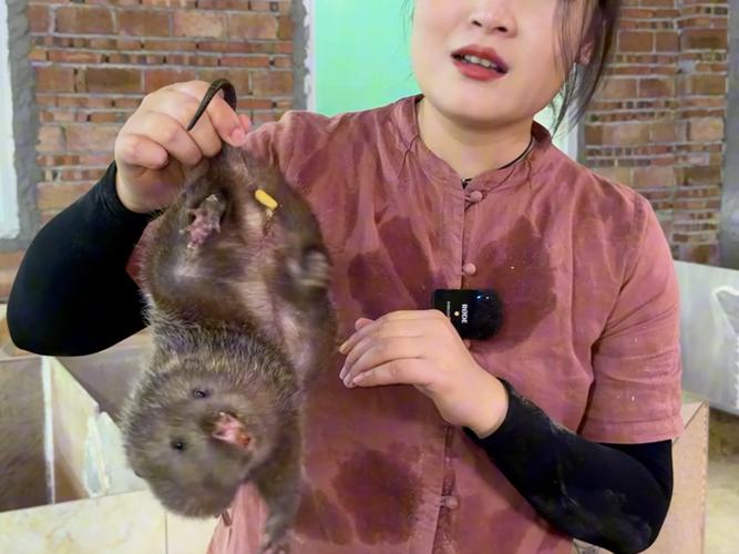 公竹鼠喂什么饲料-第3张图片-宁夏农业信息网 公竹鼠喂什么饲料-第3张图片-宁夏农业信息网