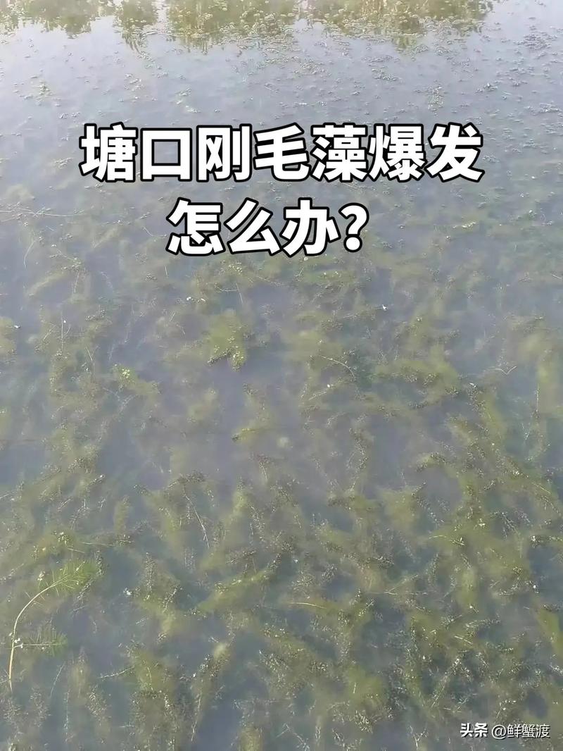 水产养殖什么是藻-第3张图片-宁夏农业信息网