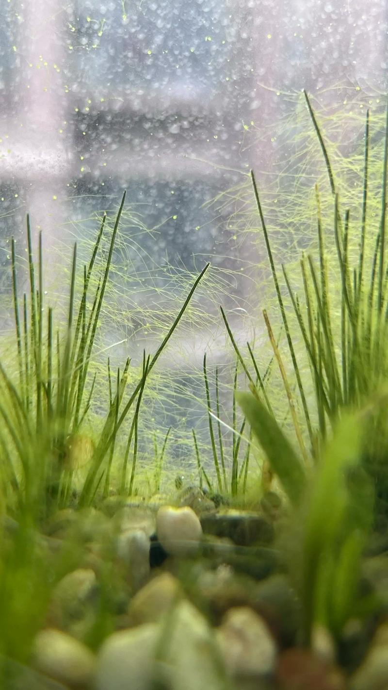 水产养殖什么是藻-第2张图片-宁夏农业信息网