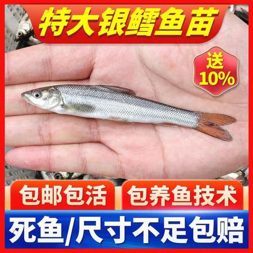 淡水银鳕鱼养殖用什么饲料-第3张图片-宁夏农业信息网