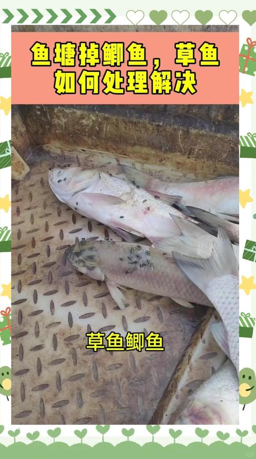 鱼塘养殖害怕什么病-第3张图片-宁夏农业信息网