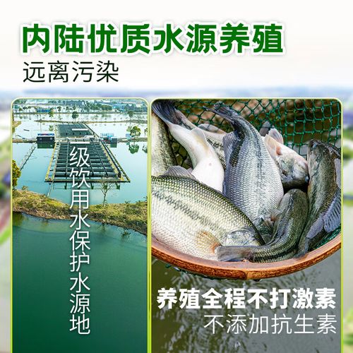 什么鱼养殖不放抗生素-第3张图片-宁夏农业信息网