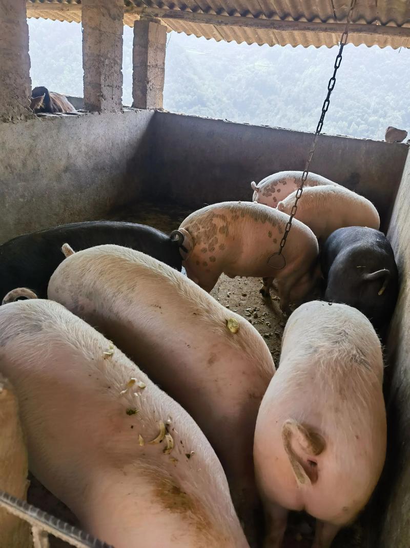 宿迁大肥猪价格多少-第2张图片-宁夏农业信息网