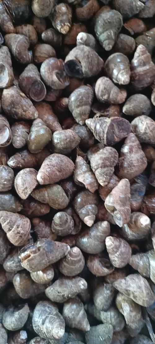 湖北螺蛳价格是多少-第1张图片-宁夏农业信息网 湖北螺蛳价格是多少-第1张图片-宁夏农业信息网