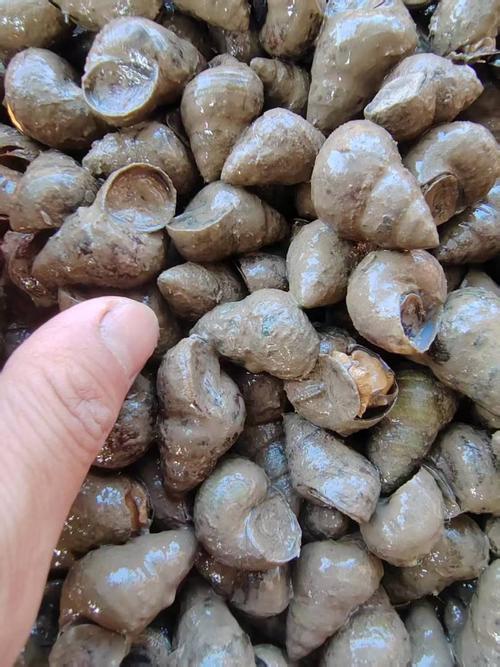 湖北螺蛳价格是多少-第2张图片-宁夏农业信息网 湖北螺蛳价格是多少-第2张图片-宁夏农业信息网