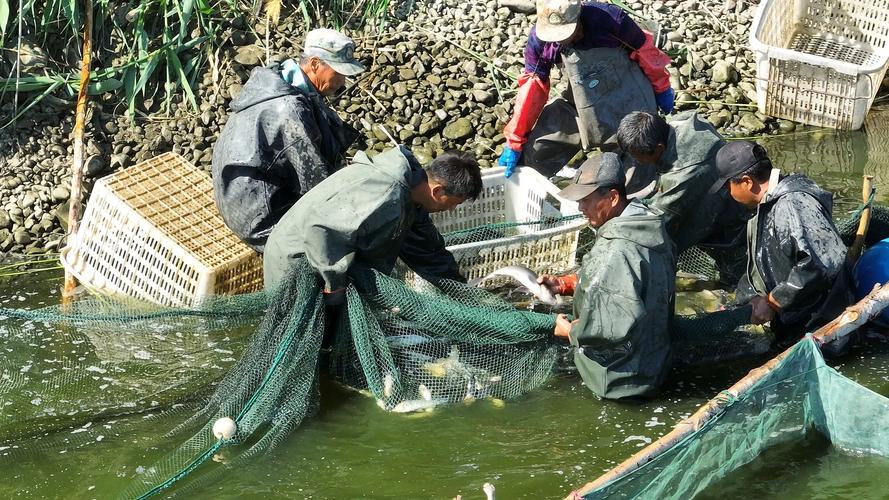 12月份水产养殖户该干什么-第3张图片-宁夏农业信息网