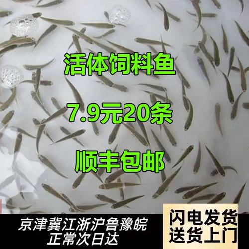鱼苗下塘喂什么饲料-第2张图片-宁夏农业信息网 鱼苗下塘喂什么饲料-第2张图片-宁夏农业信息网