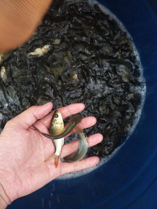 鱼苗下塘喂什么饲料-第3张图片-宁夏农业信息网 鱼苗下塘喂什么饲料-第3张图片-宁夏农业信息网