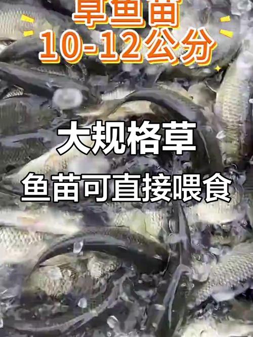 鱼苗下塘吃什么饲料-第3张图片-宁夏农业信息网