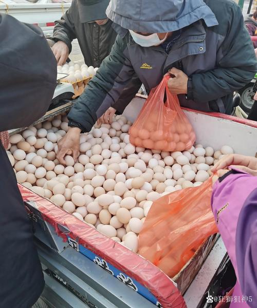 今天乐陵鸡蛋价格多少-第3张图片-宁夏农业信息网 今天乐陵鸡蛋价格多少-第3张图片-宁夏农业信息网
