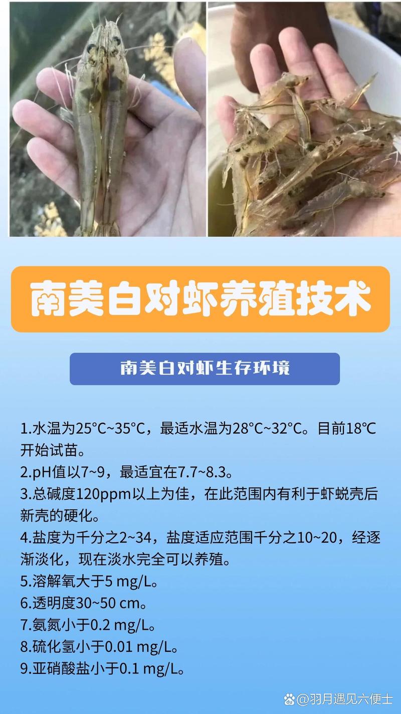 养殖南美白对虾为什么要用菌-第1张图片-宁夏农业信息网