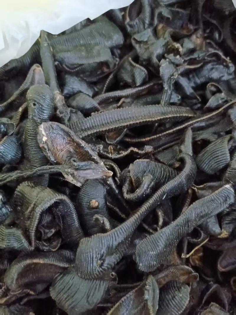 养殖蚂蝗饲料是什么-第2张图片-宁夏农业信息网 养殖蚂蝗饲料是什么-第2张图片-宁夏农业信息网