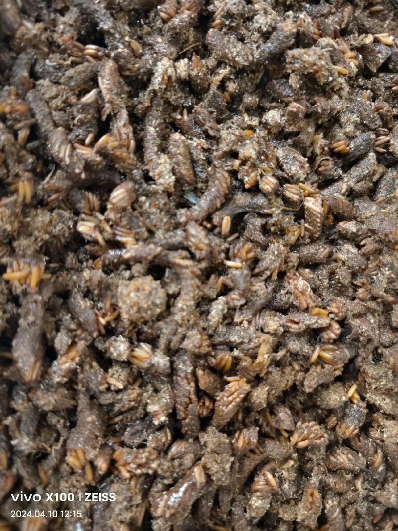 养殖蚂蝗饲料是什么-第1张图片-宁夏农业信息网 养殖蚂蝗饲料是什么-第1张图片-宁夏农业信息网