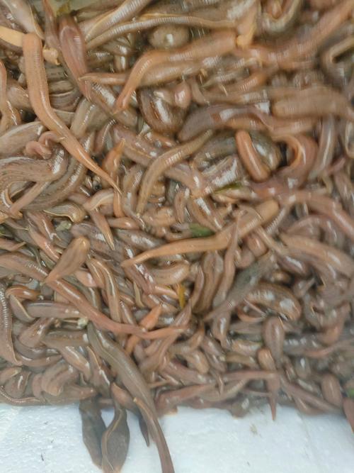 养殖蚂蝗饲料是什么-第3张图片-宁夏农业信息网 养殖蚂蝗饲料是什么-第3张图片-宁夏农业信息网