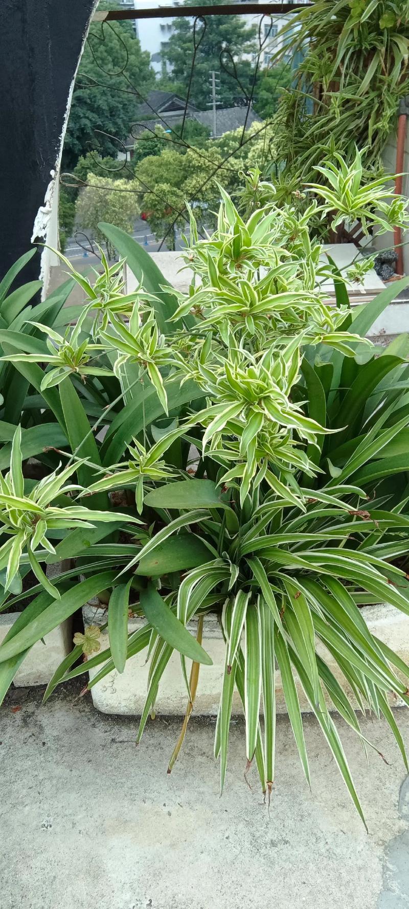 金边吊兰什么价格多少-第1张图片-宁夏农业信息网