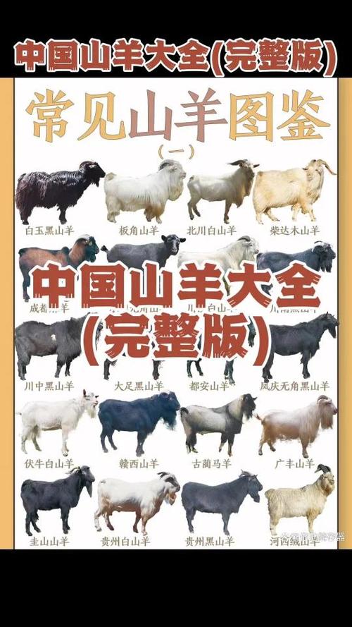 天津山羊价格是多少-第3张图片-宁夏农业信息网