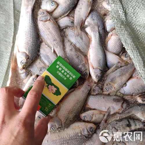 盐城鲫鱼喂养什么饲料-第1张图片-宁夏农业信息网 盐城鲫鱼喂养什么饲料-第1张图片-宁夏农业信息网