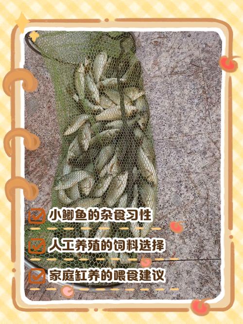 盐城鲫鱼喂养什么饲料-第3张图片-宁夏农业信息网