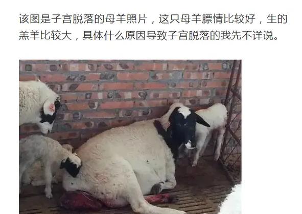 羊子宫的价格多少-第3张图片-宁夏农业信息网