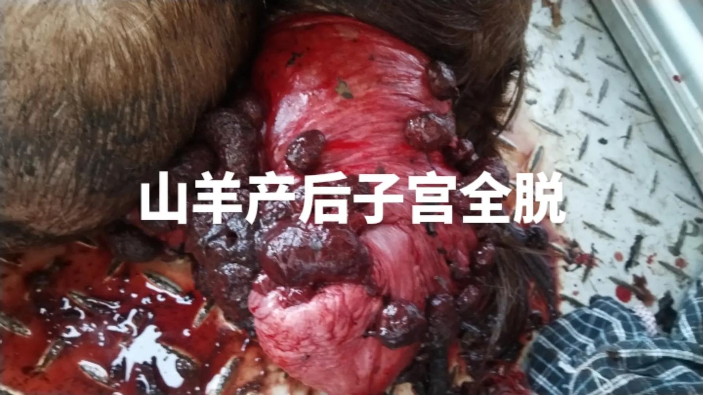 羊子宫的价格多少-第2张图片-宁夏农业信息网