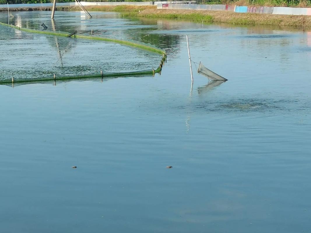 常州河蟹养殖基地在什么地方-第2张图片-宁夏农业信息网