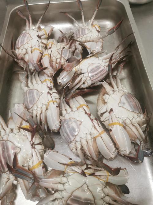 膏蟹用什么水养殖-第2张图片-宁夏农业信息网