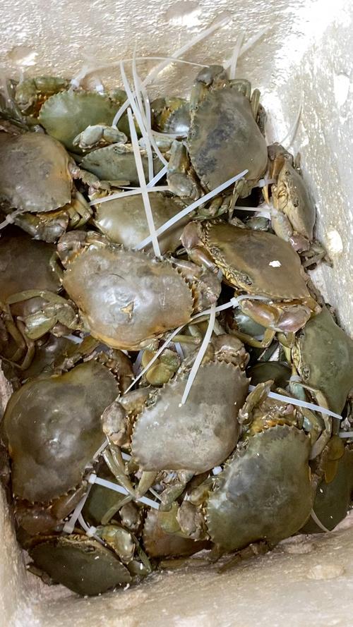 膏蟹用什么水养殖-第1张图片-宁夏农业信息网