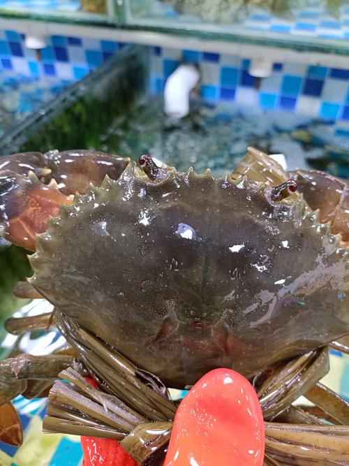 膏蟹用什么水养殖-第3张图片-宁夏农业信息网