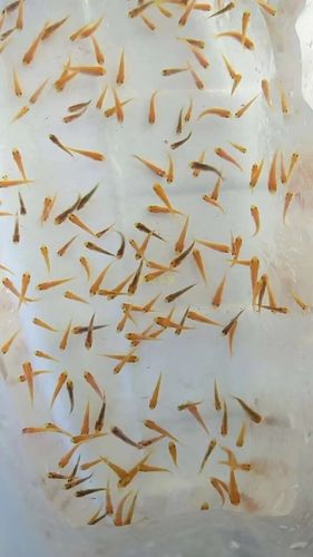 夏花鱼苗喂什么饲料-第1张图片-宁夏农业信息网 夏花鱼苗喂什么饲料-第1张图片-宁夏农业信息网