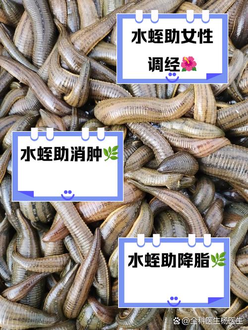 水蛭吃什么 水蛭饲料-第2张图片-宁夏农业信息网