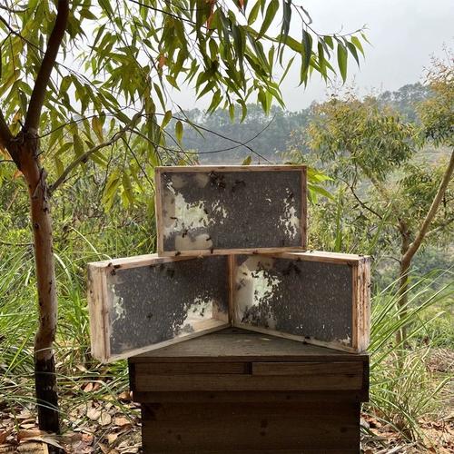 中华蜜蜂蜂王价格多少-第3张图片-宁夏农业信息网 中华蜜蜂蜂王价格多少-第3张图片-宁夏农业信息网