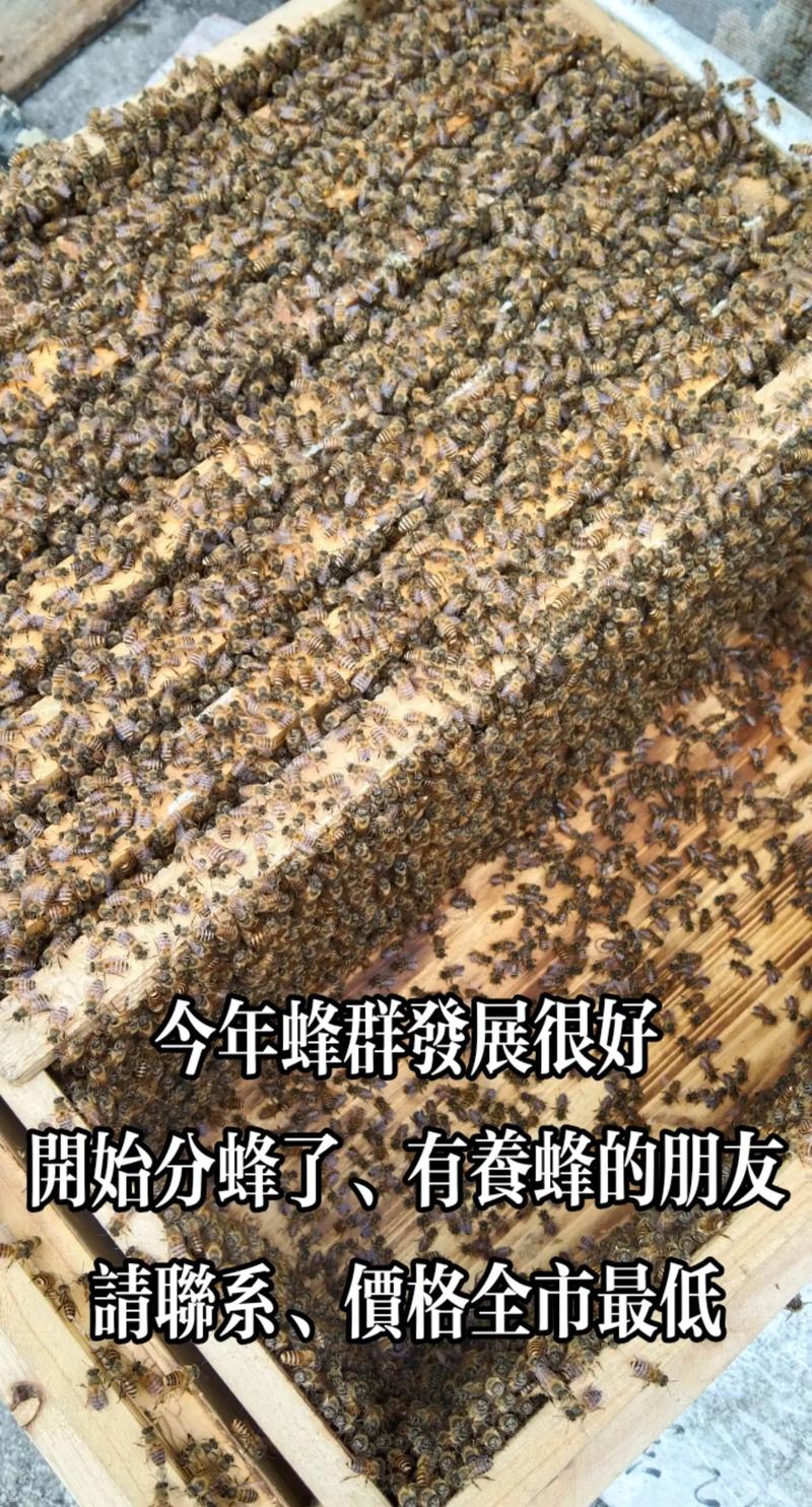 中华蜜蜂蜂王价格多少-第1张图片-宁夏农业信息网 中华蜜蜂蜂王价格多少-第1张图片-宁夏农业信息网