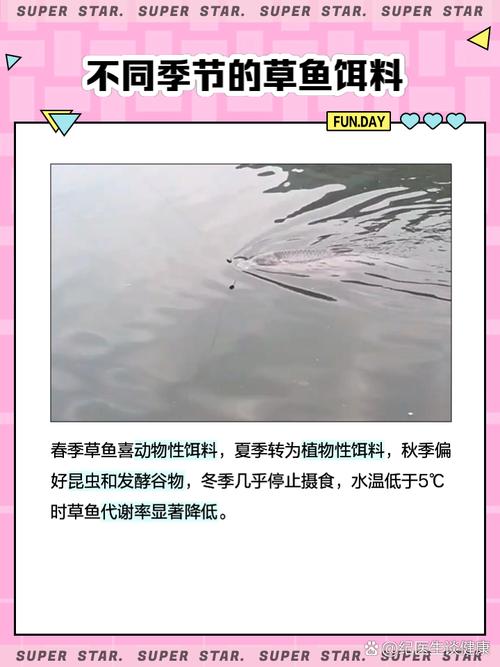 草鱼吃什么饲料长的快-第3张图片-宁夏农业信息网