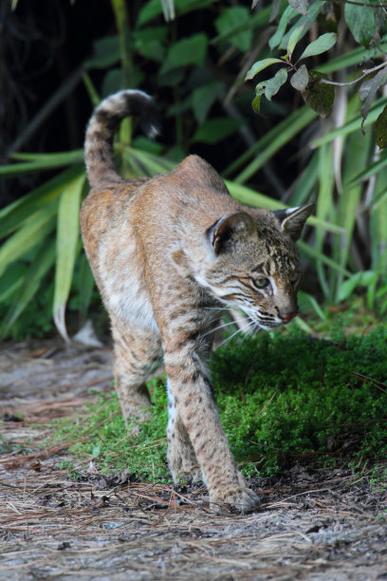 山猫58怎么样-第2张图片-宁夏农业信息网 山猫58怎么样-第2张图片-宁夏农业信息网