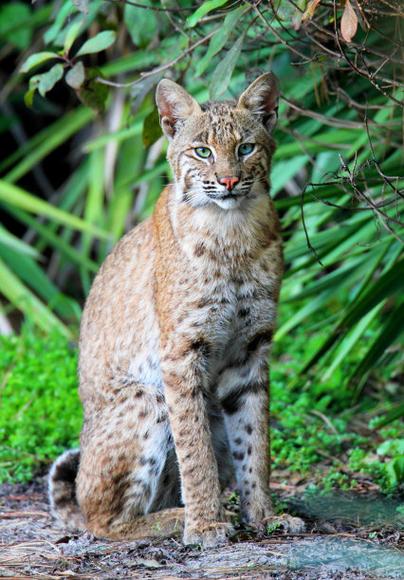 山猫58怎么样-第3张图片-宁夏农业信息网 山猫58怎么样-第3张图片-宁夏农业信息网