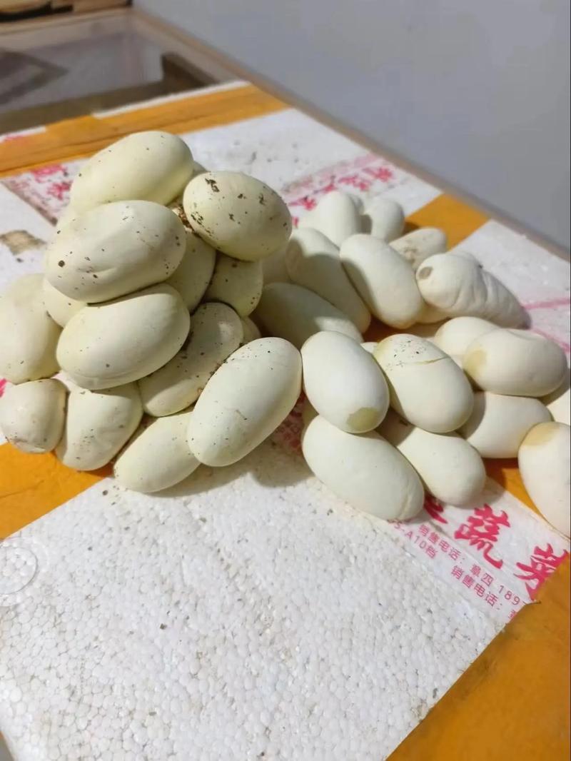 大王蛇蛋价格多少-第2张图片-宁夏农业信息网