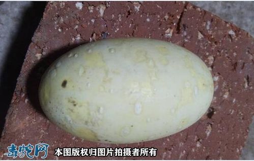 大王蛇蛋价格多少-第3张图片-宁夏农业信息网