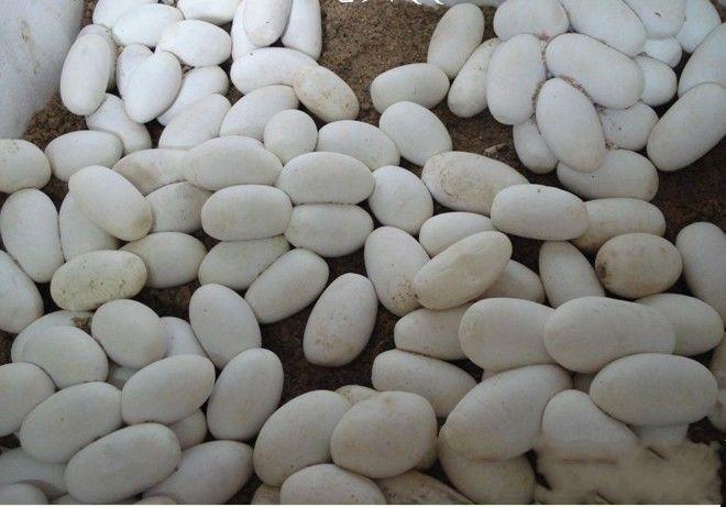 大王蛇蛋价格多少-第1张图片-宁夏农业信息网