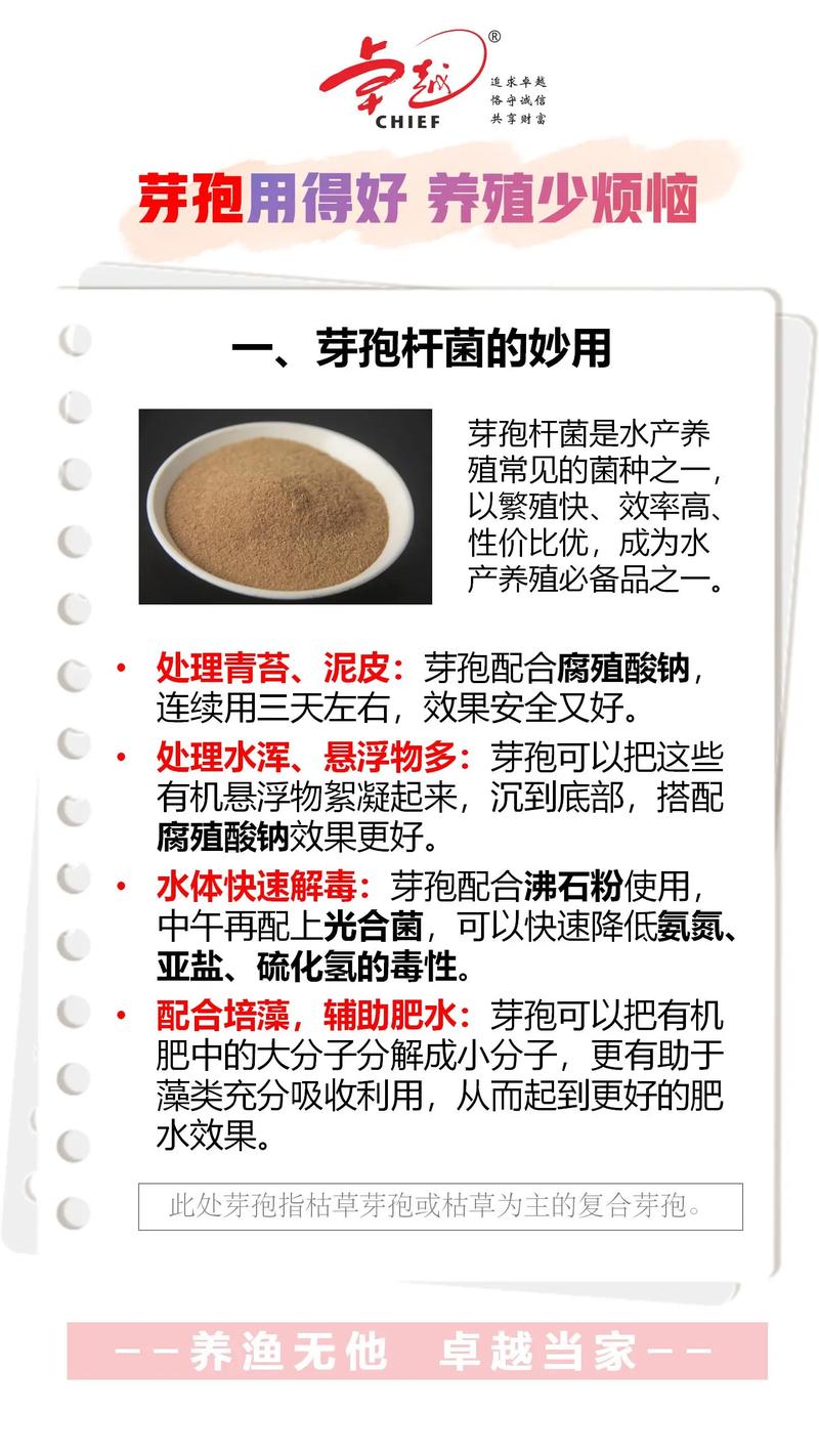 对虾养殖芽孢杆菌做完要做什么-第2张图片-宁夏农业信息网