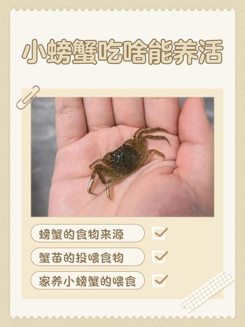 养殖螃蟹中期注意什么-第2张图片-宁夏农业信息网