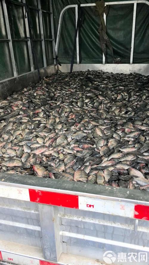 罗非鱼喂什么饲料-第3张图片-宁夏农业信息网