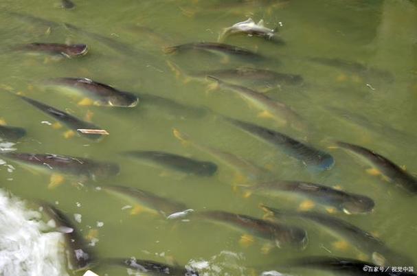黑龙江鱼塘养殖什么鱼最赚钱-第2张图片-宁夏农业信息网