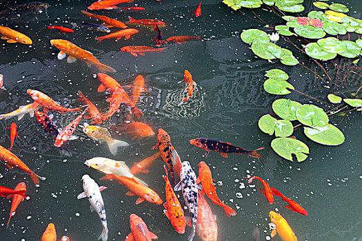 黑龙江鱼塘养殖什么鱼最赚钱-第3张图片-宁夏农业信息网