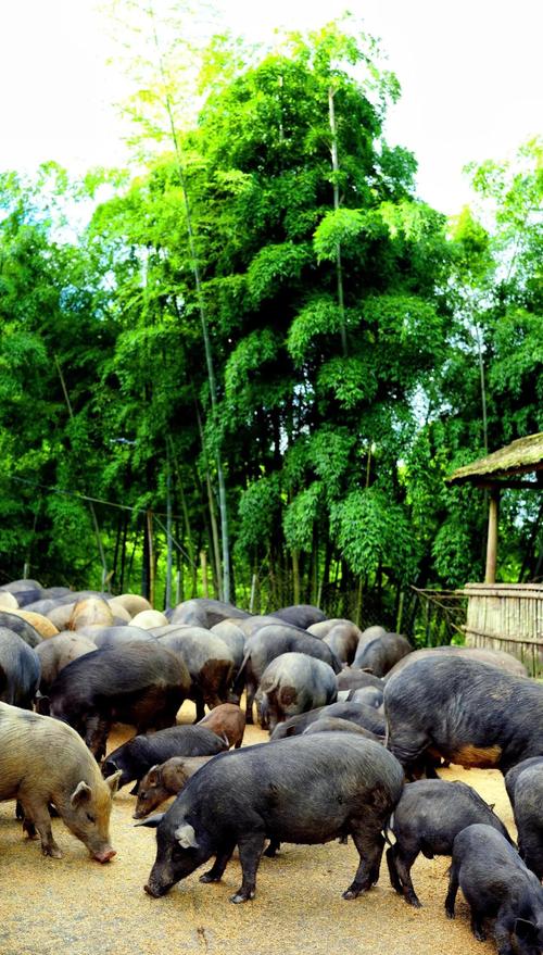 黑豚种苗价格多少-第2张图片-宁夏农业信息网