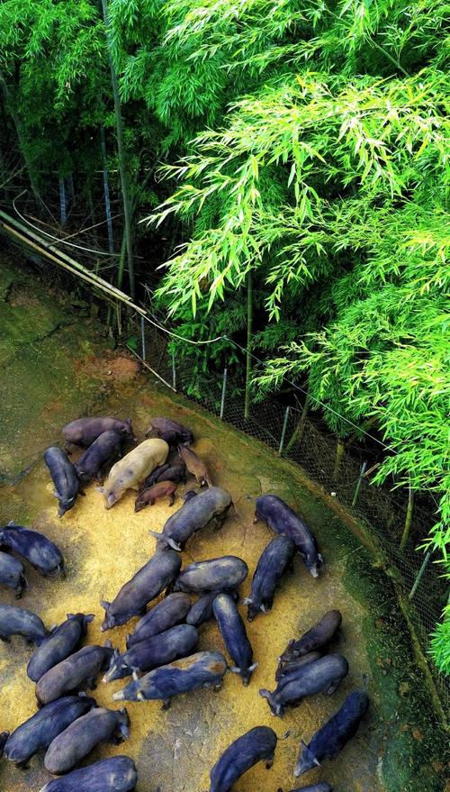 黑豚种苗价格多少-第1张图片-宁夏农业信息网