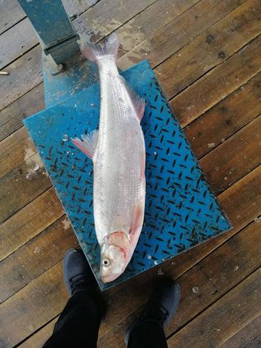 江西上饶适合养殖什么鱼-第2张图片-宁夏农业信息网