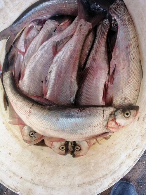 江西上饶适合养殖什么鱼-第3张图片-宁夏农业信息网