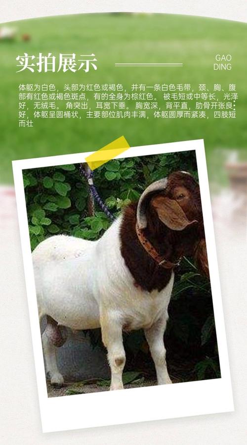 山羊种价格是多少-第2张图片-宁夏农业信息网 山羊种价格是多少-第2张图片-宁夏农业信息网