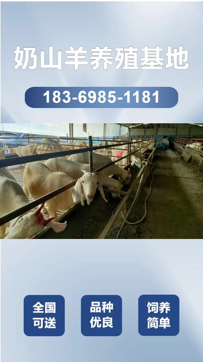 山羊种价格是多少-第3张图片-宁夏农业信息网 山羊种价格是多少-第3张图片-宁夏农业信息网