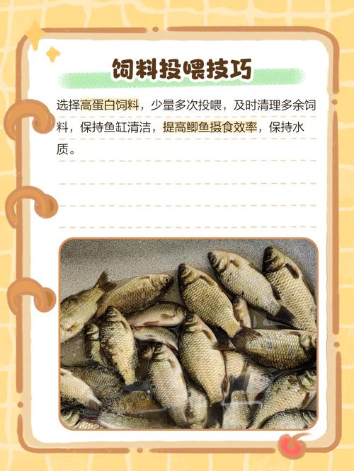 鲫鱼养殖吃什么饲料-第3张图片-宁夏农业信息网